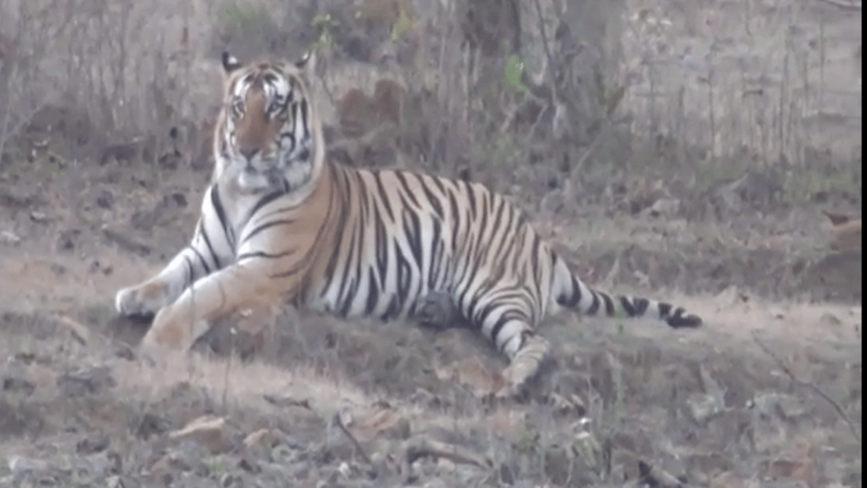 Madhya Pradesh: Tiger passed by vehicles in Pench, tourists mesmerised