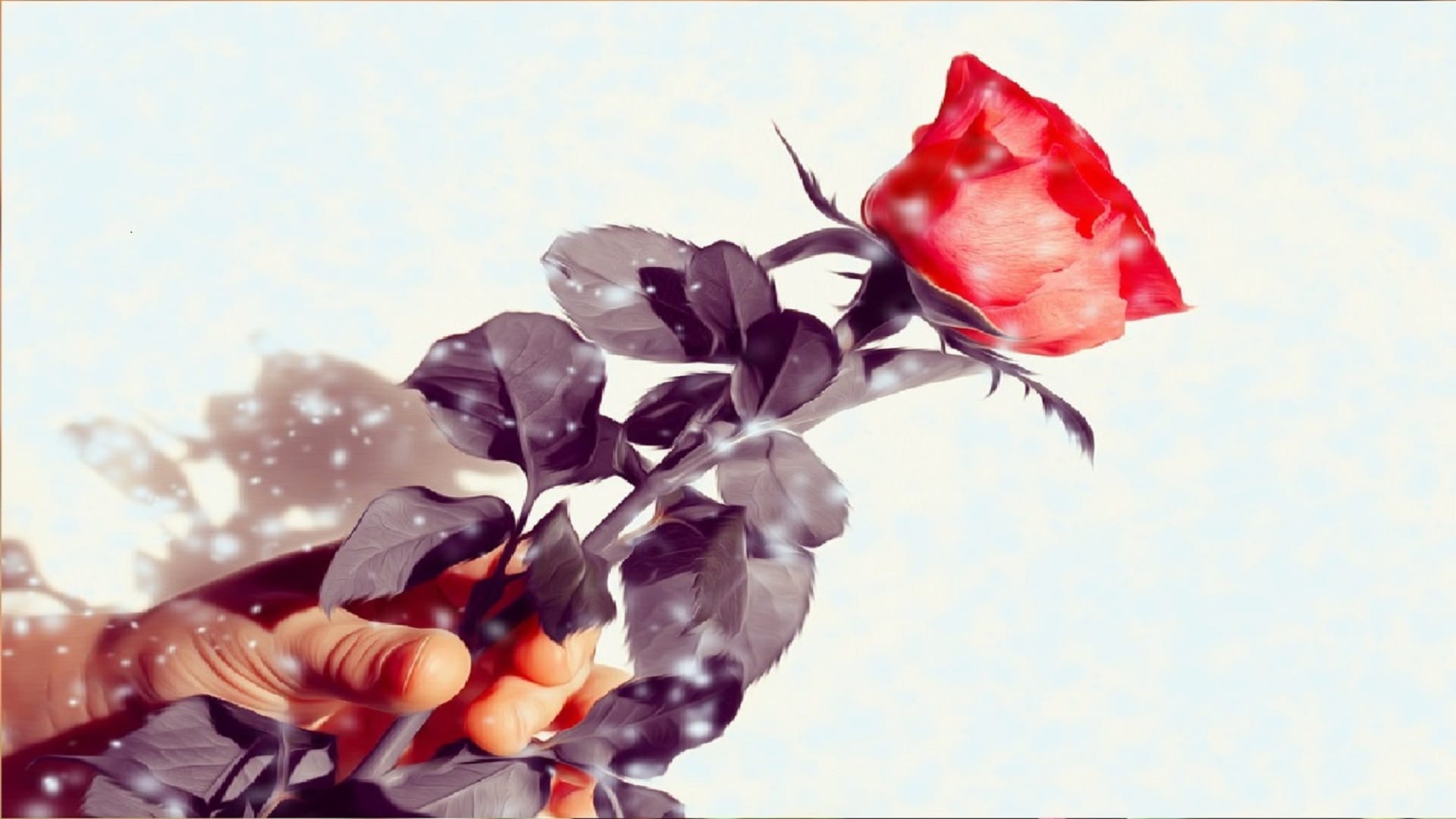 Happy Rose Day 2022 Significance History Reason To Celebrate on 7 February