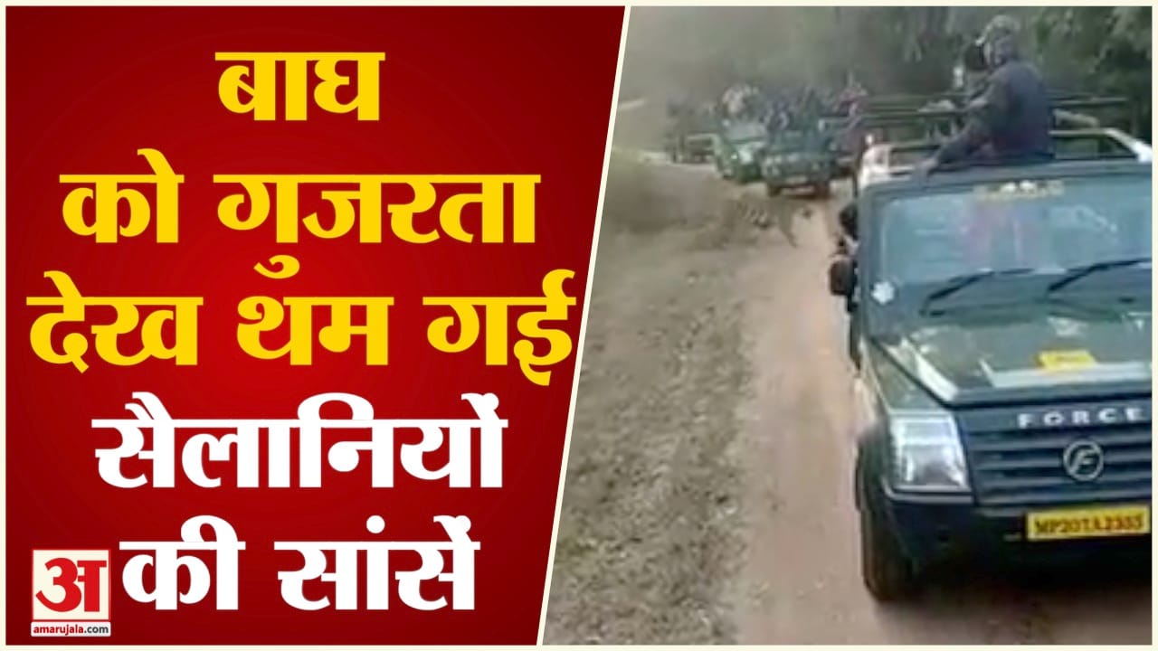 बाघ