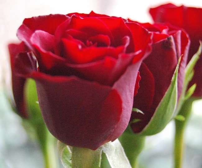 Valentine's week will start with Rose Day from today