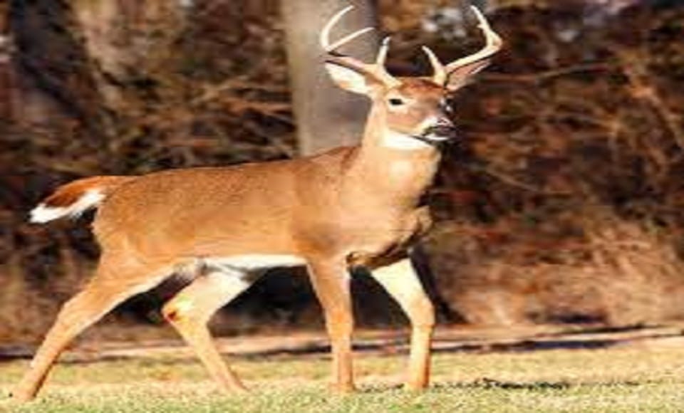 Experts concern over Corona spread in white tailed deer in United States