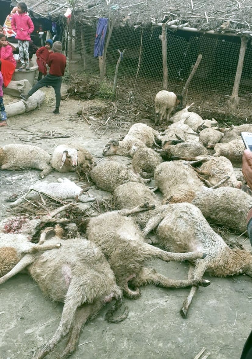 Wild animal killed four dozen sheep in Duanni village