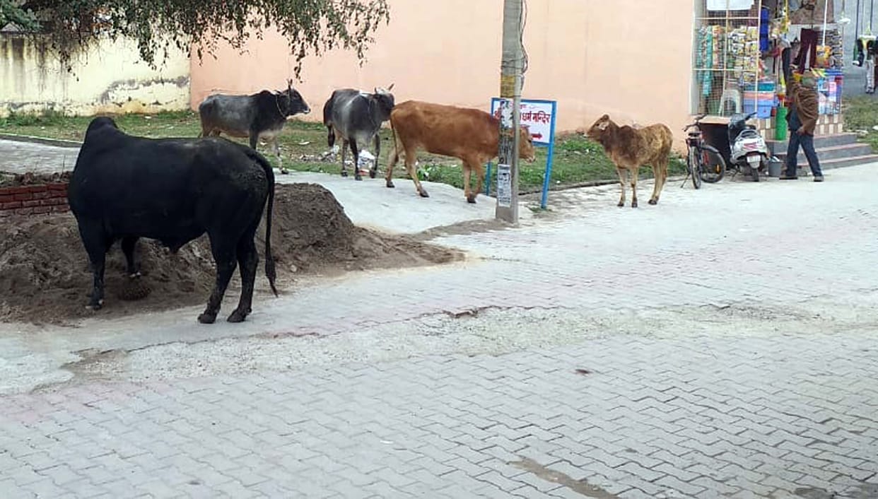 Unclaimed animals become trouble for common people