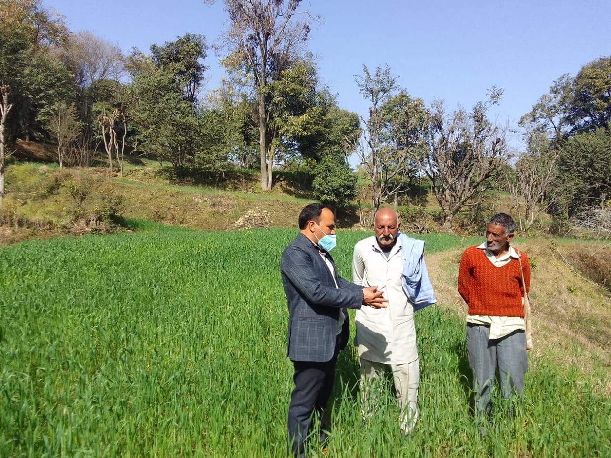 The team of Agriculture Department went to the fields of Bijri and checked the wheat crop.