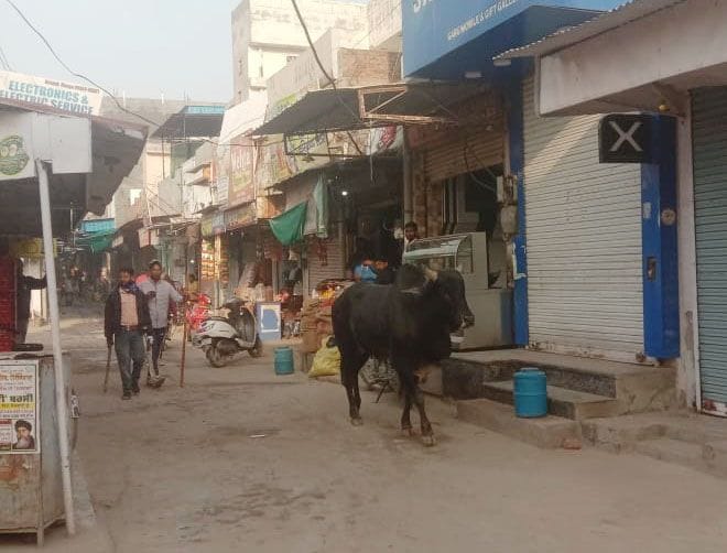 Municipality launched a campaign, caught 37 destitute animals