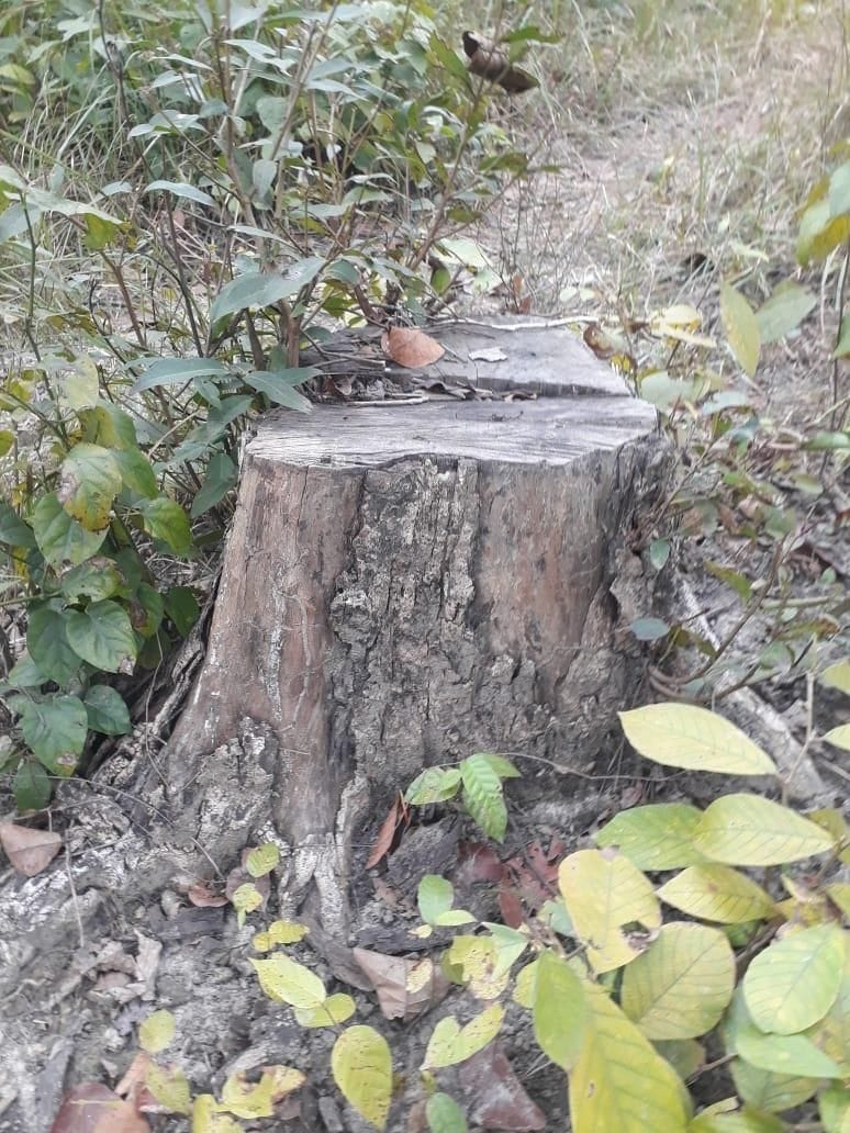tree cutting in jungle