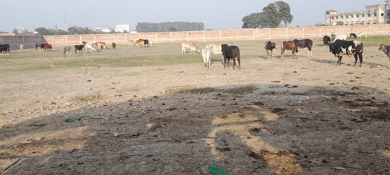 Left cows locked in under construction factory