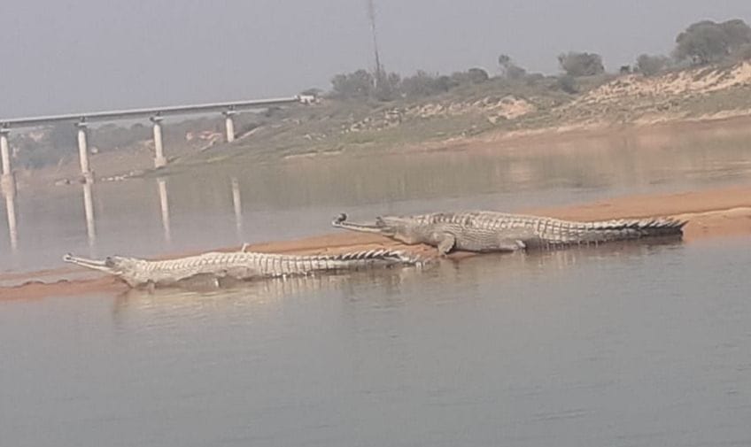 water animal
