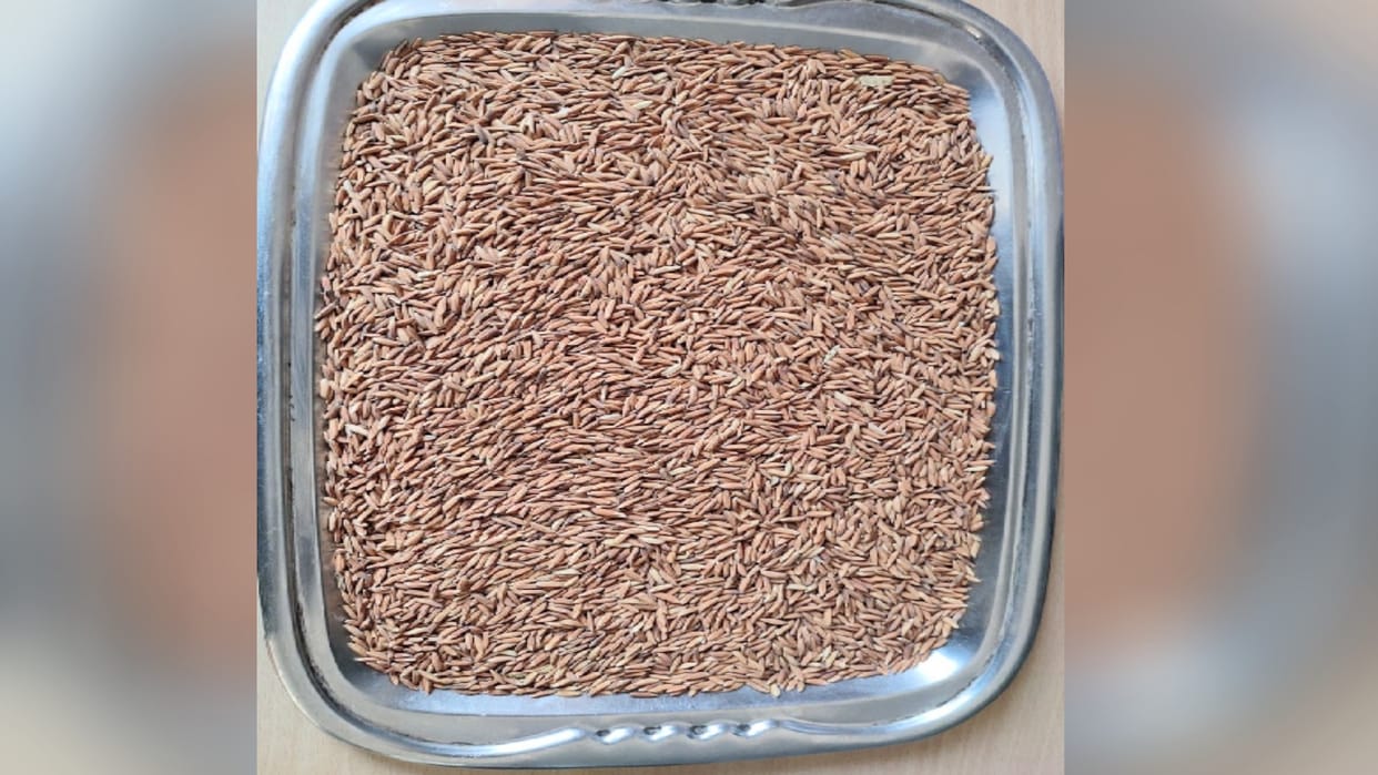 Agriculture: Fragrance of brown basmati grown in Himachal will now smell abroad along with the country