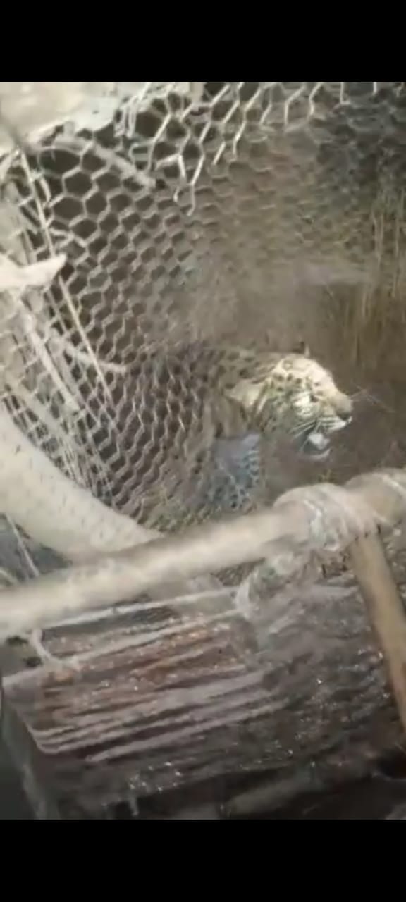 Caught Guldar entered the chickens' enclosure