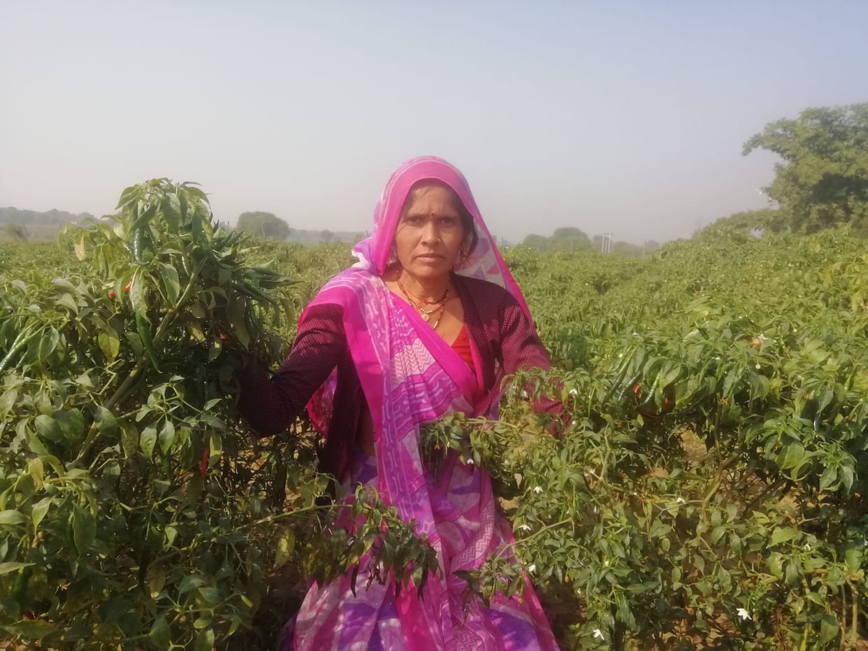 former,woman,crops,mandi,lucknow