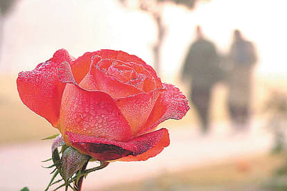 Rose Day 2024 Date Significance Valentine Week First Day 7 February History in hindi