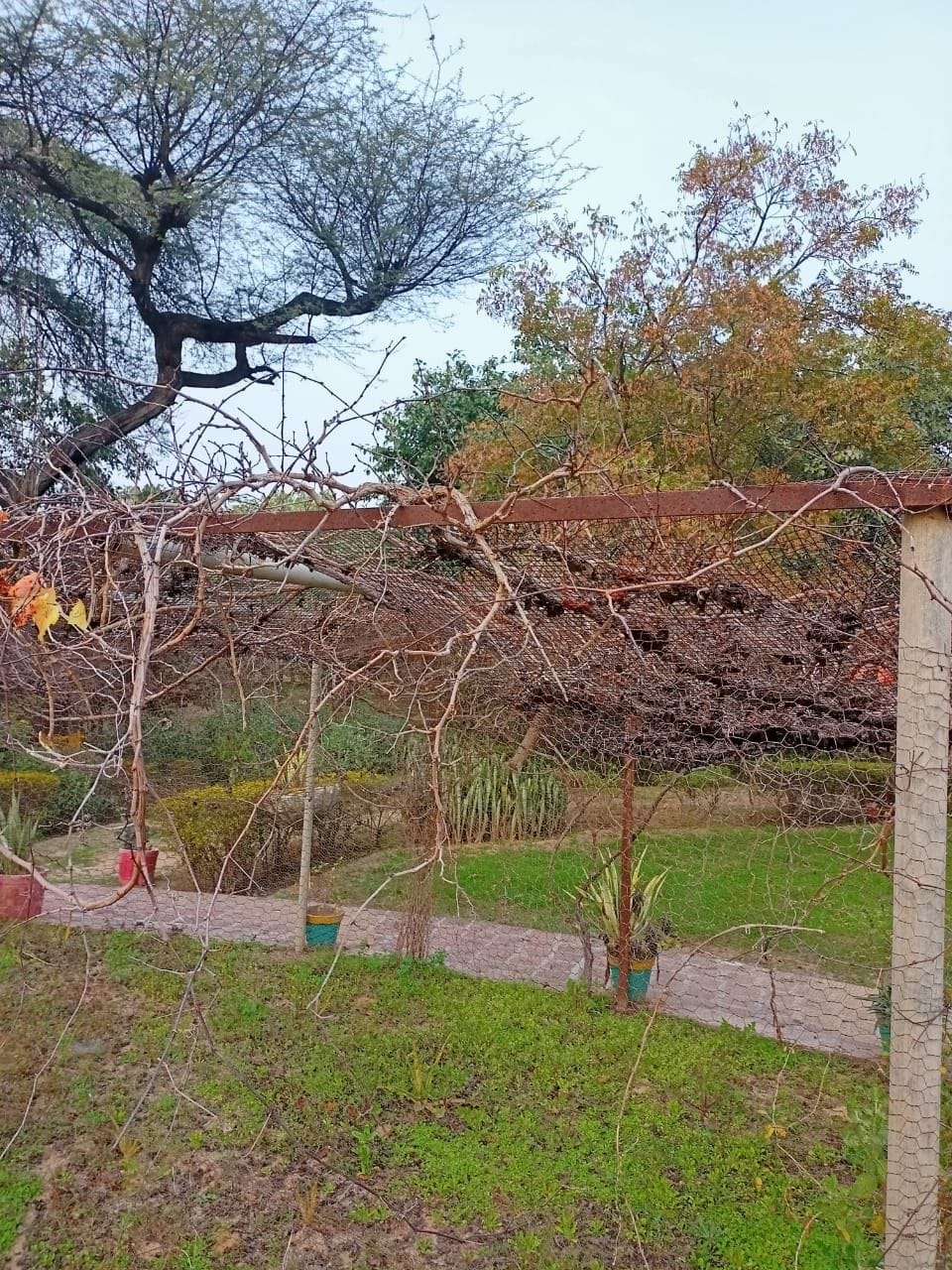 8.50 lakh due to electricity bill dues disconnected connection of park, plants started drying up due to lack of irrigation
