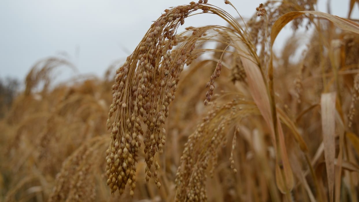 millets exports valued at more than USD 26 million in FY 2020 2021 news in Hindi