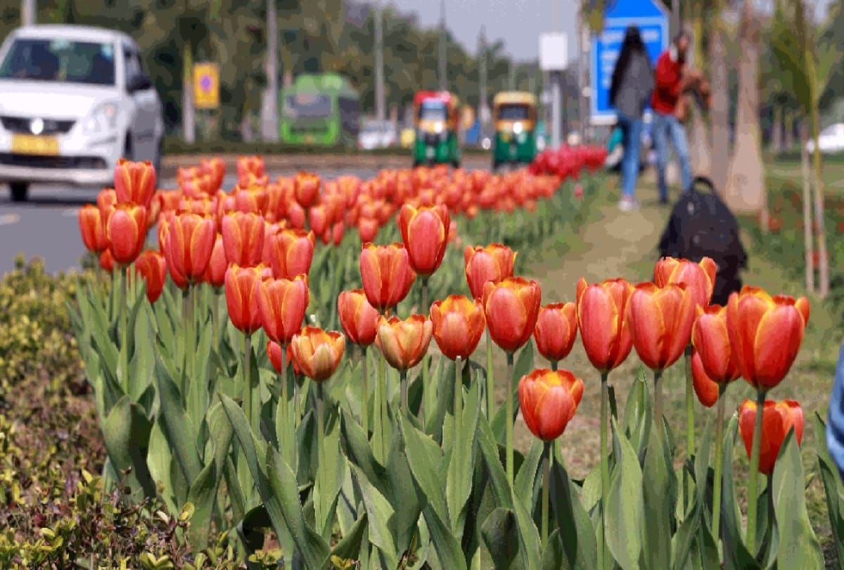 New Delhi adorned with colorful flowers