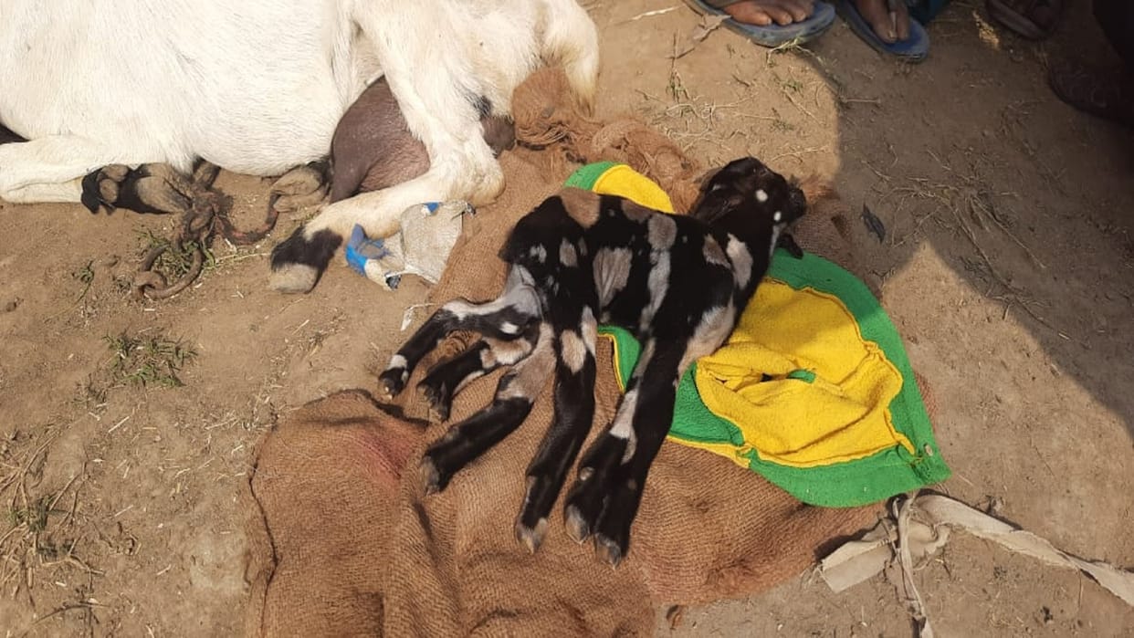 Kanpur Dehat: Seven legged goat baby in Rajpur crowd gathered to see the lamb