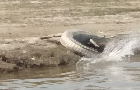 crocodile