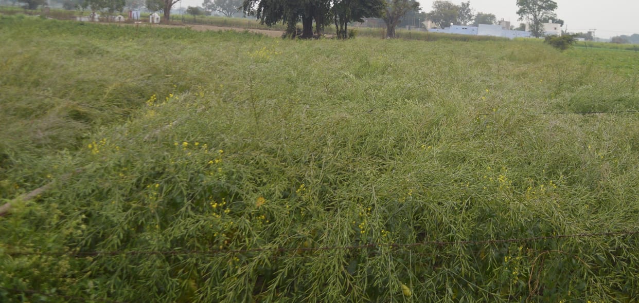 Hathras: Rain spoiled farmers' hopes