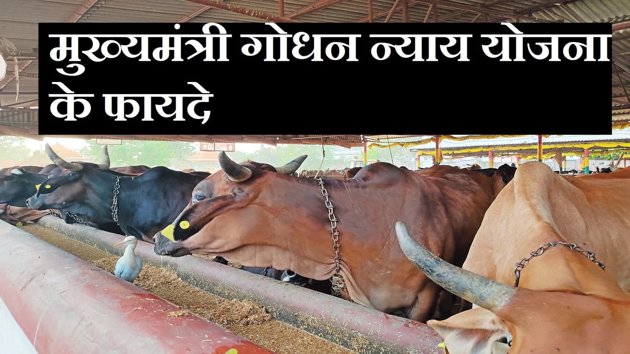 what is cm godhan nyay yojana how farmers can get benefit from this scheme how to apply CG Godhan Nyay Yojana
