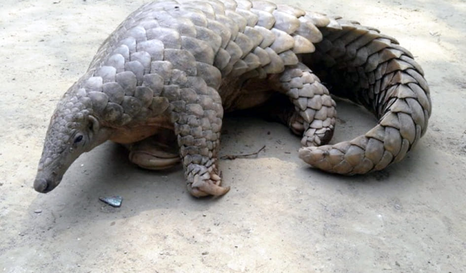 A Nepalese arrested with a rare species of pangolin