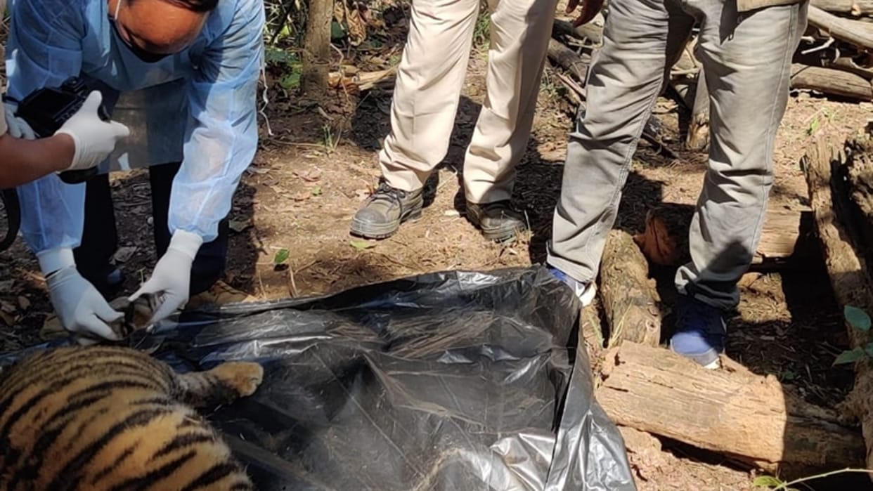 Madhya Pradesh: Tiger cub's carcass found in Kanha National Park, a cub rescued in Bandhavgarh Tiger Reserve