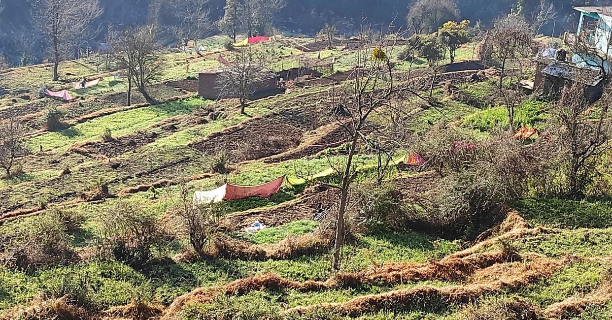 Wild animals are eating the crop, the government is saying that it will double the income