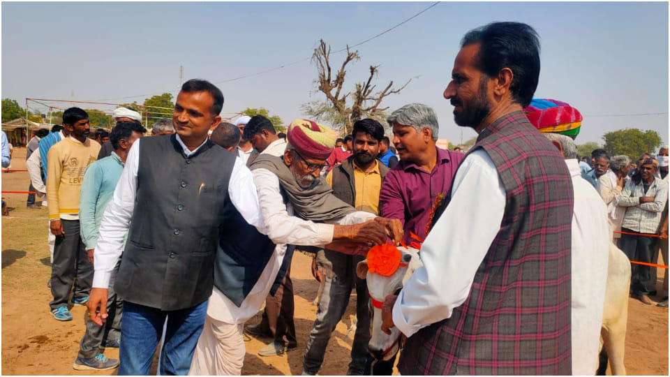 Ramdev cattle fair start in Nagaur Rajasthan