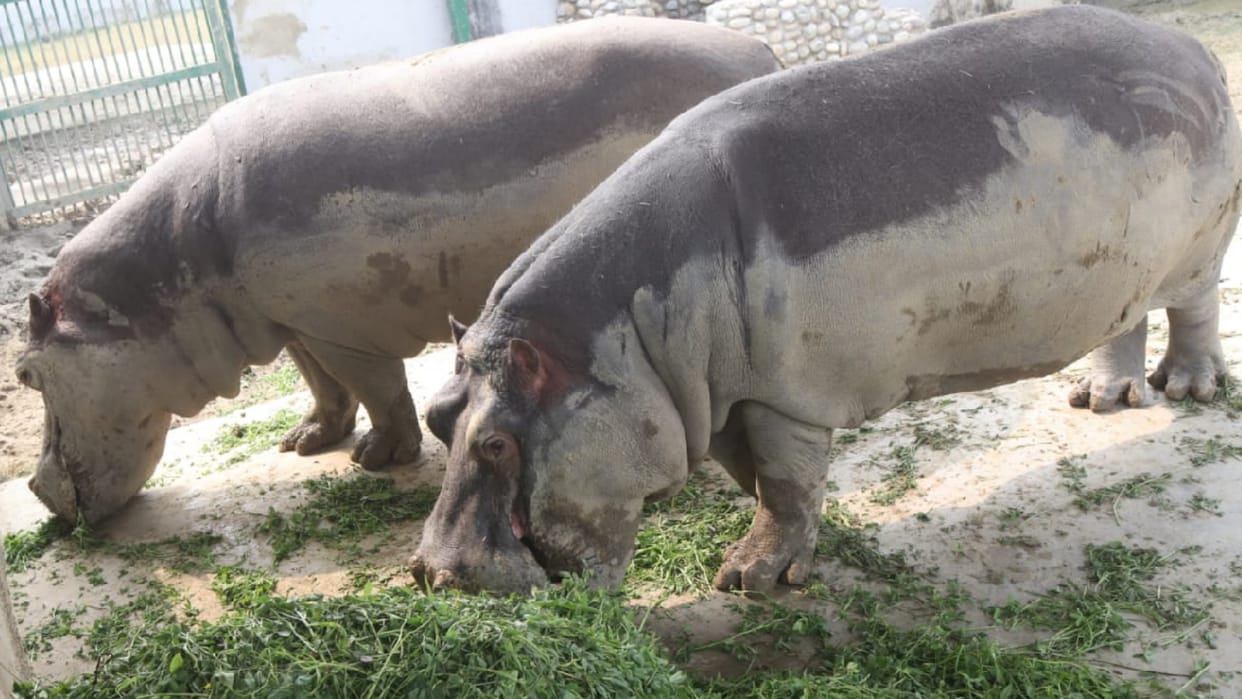 A pair of hippopotamuses mixed in Gorakhpur zoo