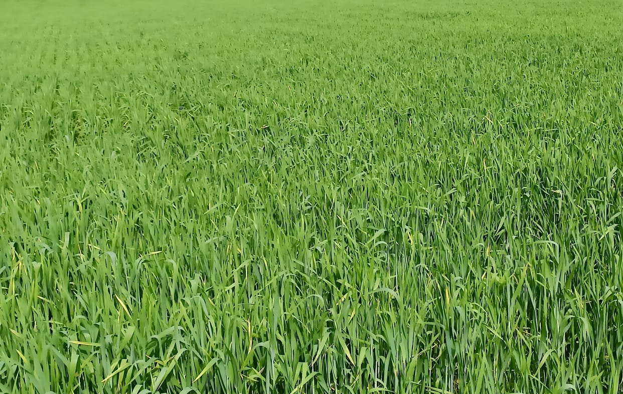 Weather: Fear of loss in mustard due to strong wind, rain benefits wheat