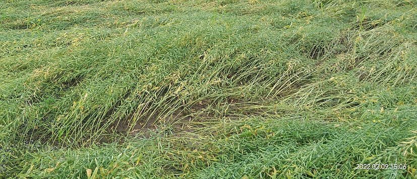 crop failure