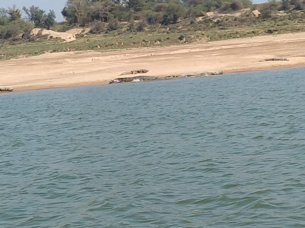Alligators and crocodiles found in large numbers