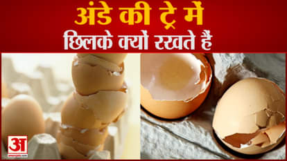 bizarre news unique use of eggshells and egg tray