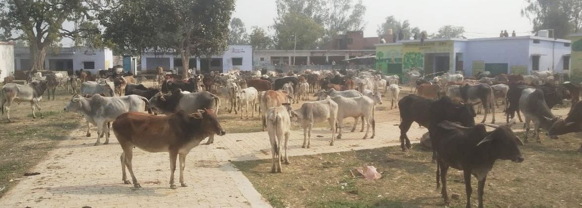 fathepur news,Sued for closing cattle in school