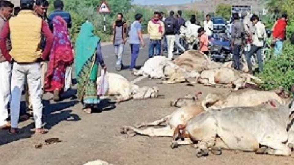 Ujjain: Truck trampled 16 cows crossing the road, 12 died tragically... Veterinarian suspended