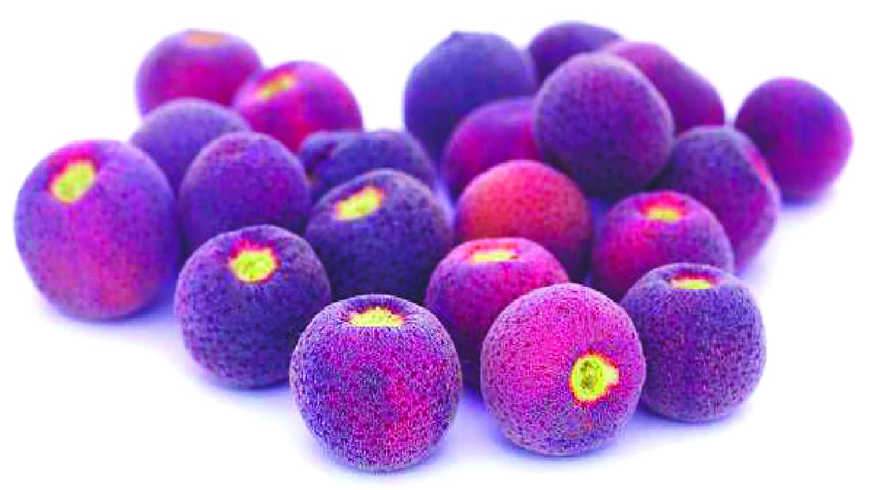 Research: Falsa will be cultivated in the state, companies will make medicine from the fruit