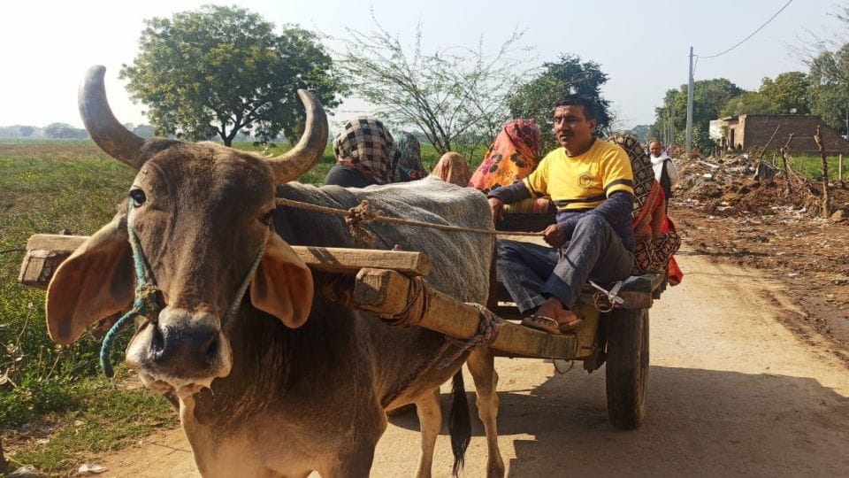 UP Election 2022 voting 98 year old woman reached polling booth by bullock cart in mathura