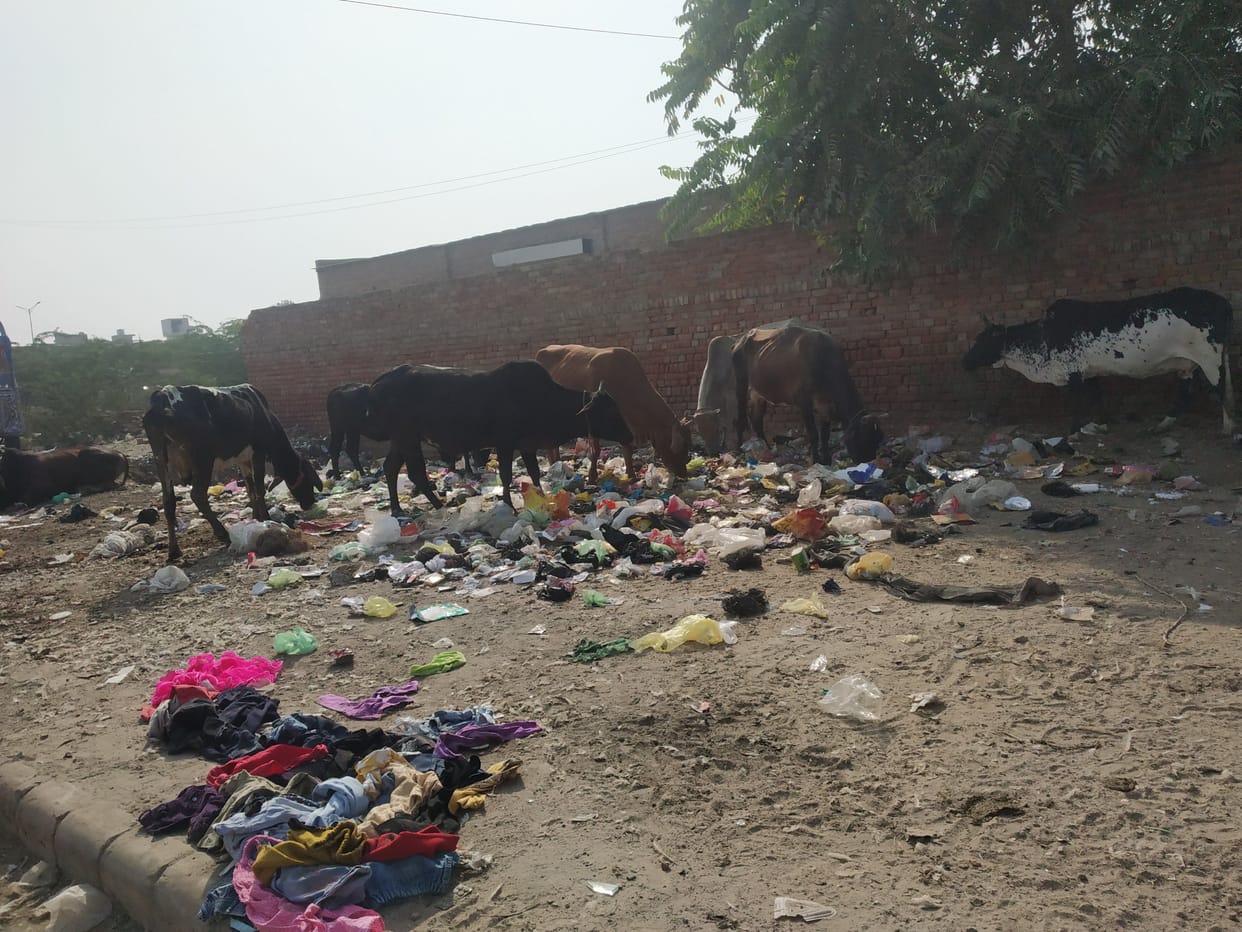 Despite the release of the contract, 3 thousand destitute animals roaming in the city, the claims of the administration failed