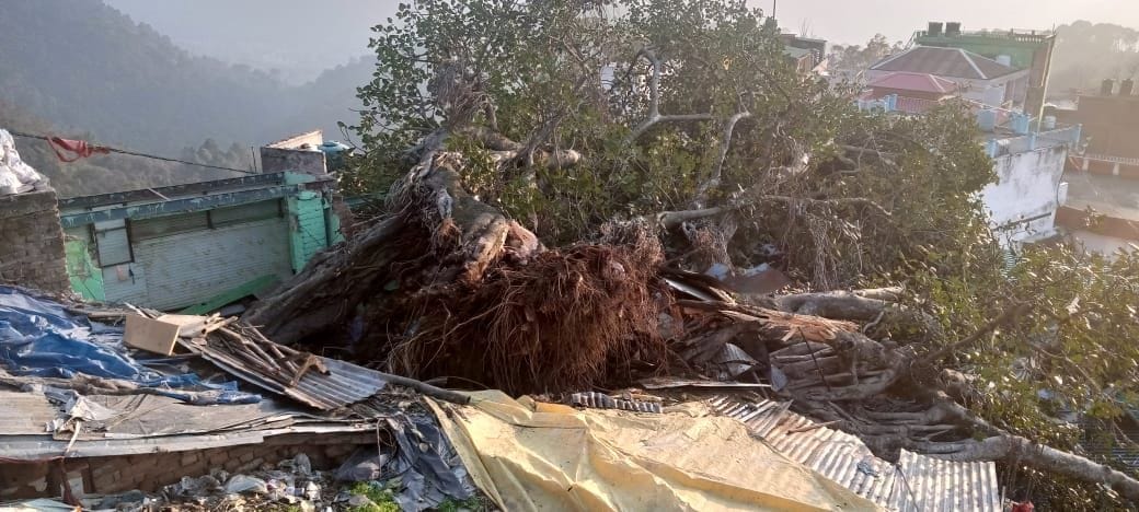 Banyan tree fell in Baba's city, four shops demolished