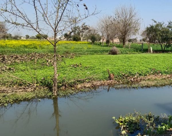 Mathura: Track of Julhendi canal broken, farmers devastated