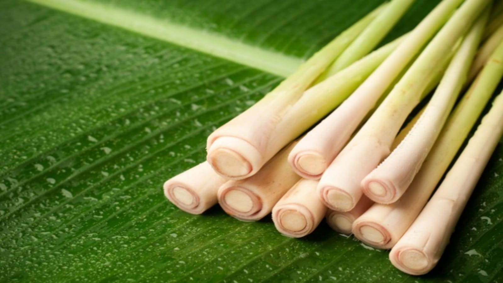 Business Ideas you can earn lacs of rupees by starting lemongrass business