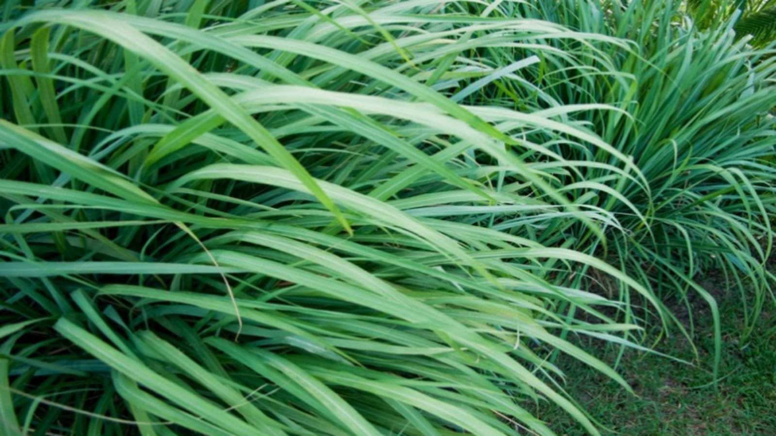 Business Ideas you can earn lacs of rupees by starting lemongrass business