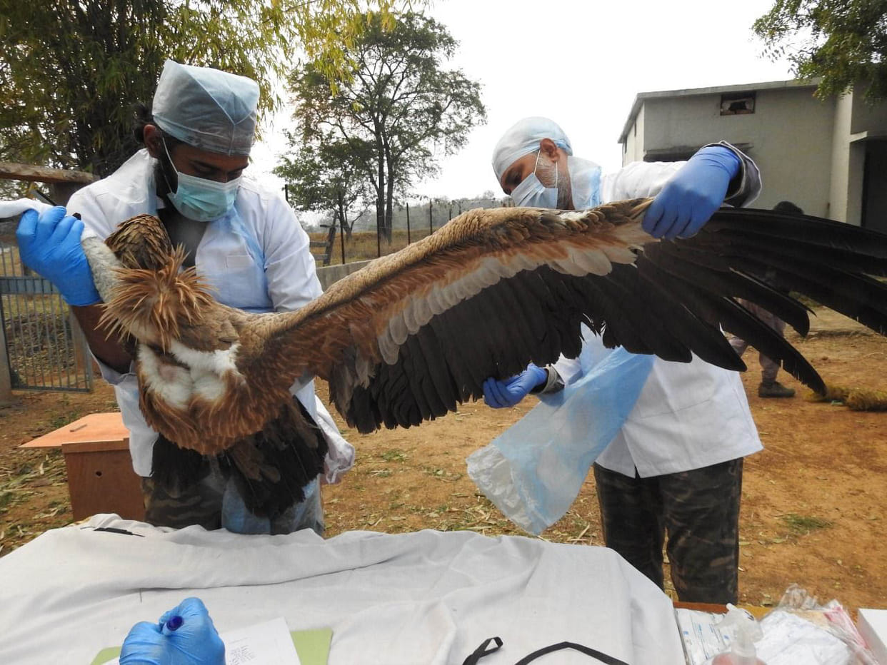 Now radio tagging of vultures starts in Panna Tiger