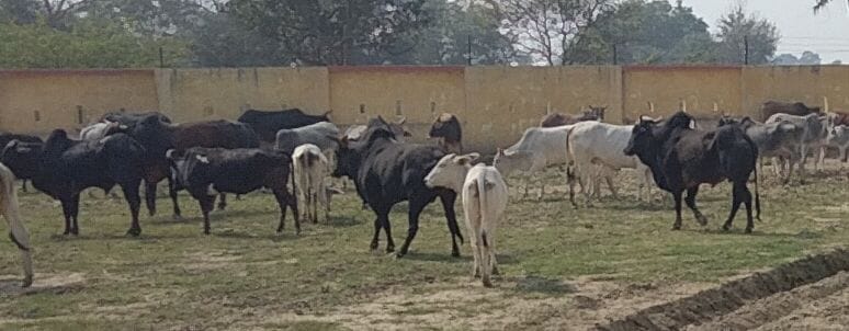 Seeing the crop being ruined, farmers stopped 200 free cattle in the state nursery