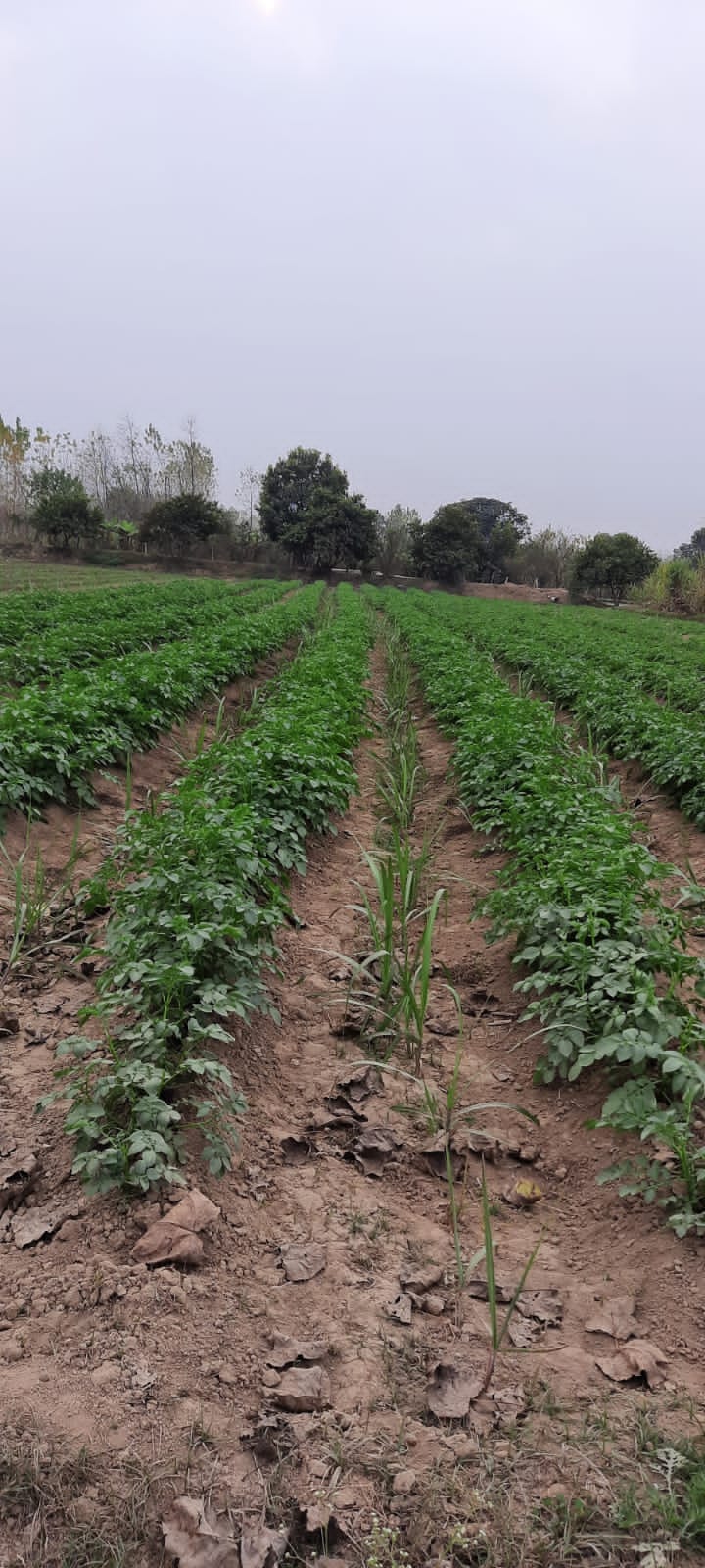 190 sugarcane farmers of the Mandal will become a source of inspiration, the farm will become a model