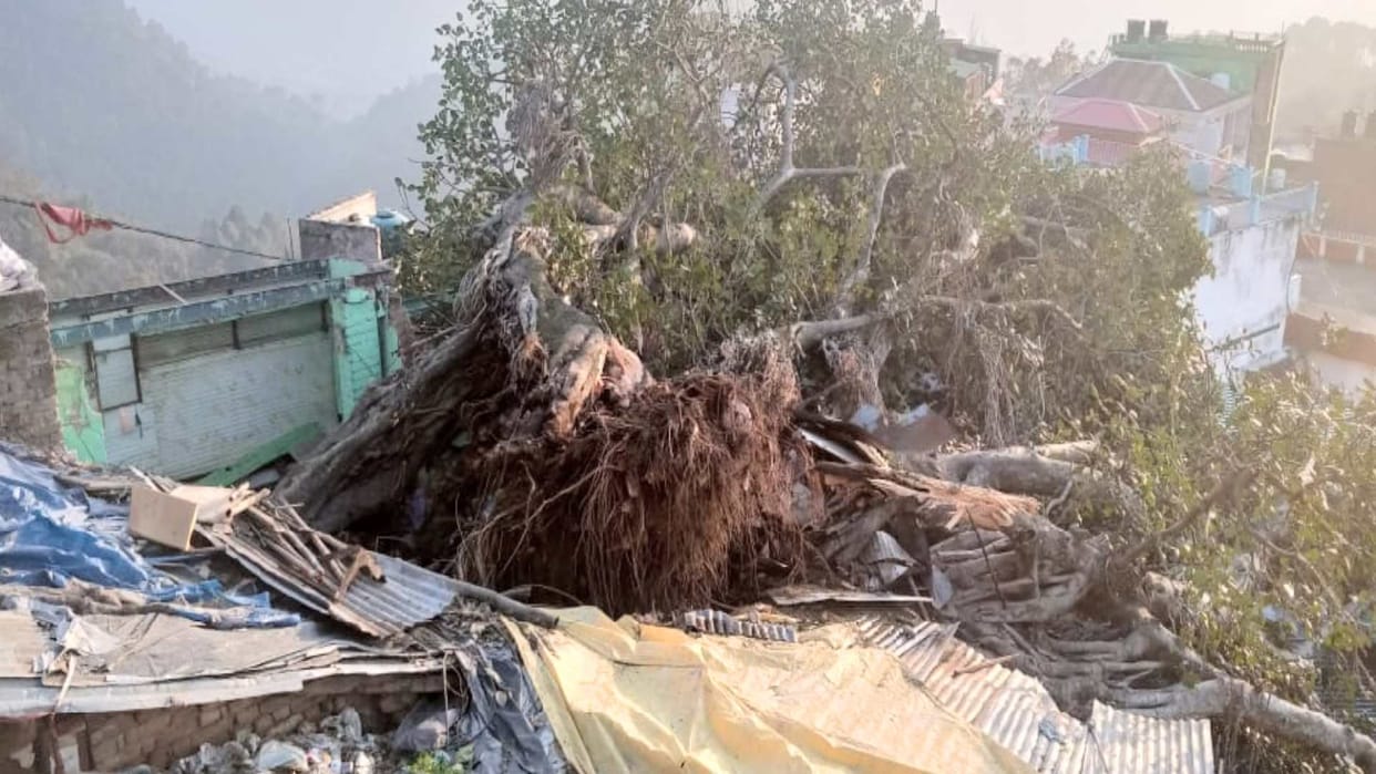 bargad tree fell in Baba's city of hamirpur, four shops demolished