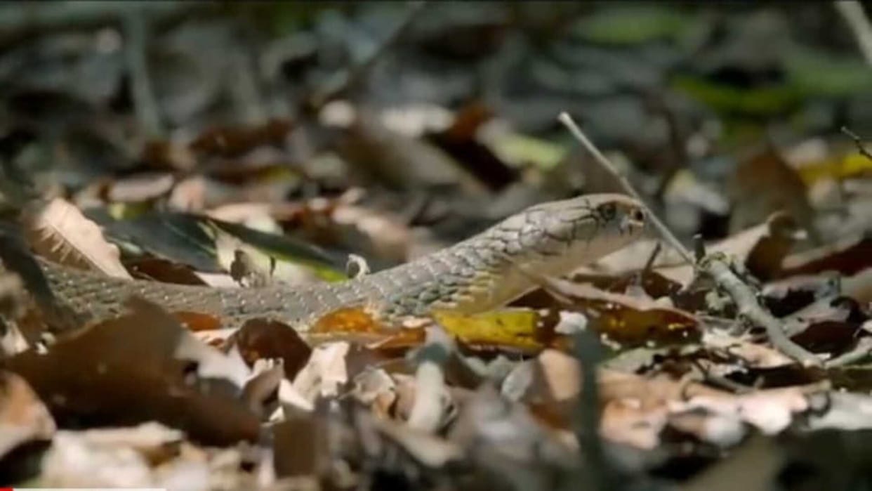 viral video Fierce Fight between two king cobras for the serpent