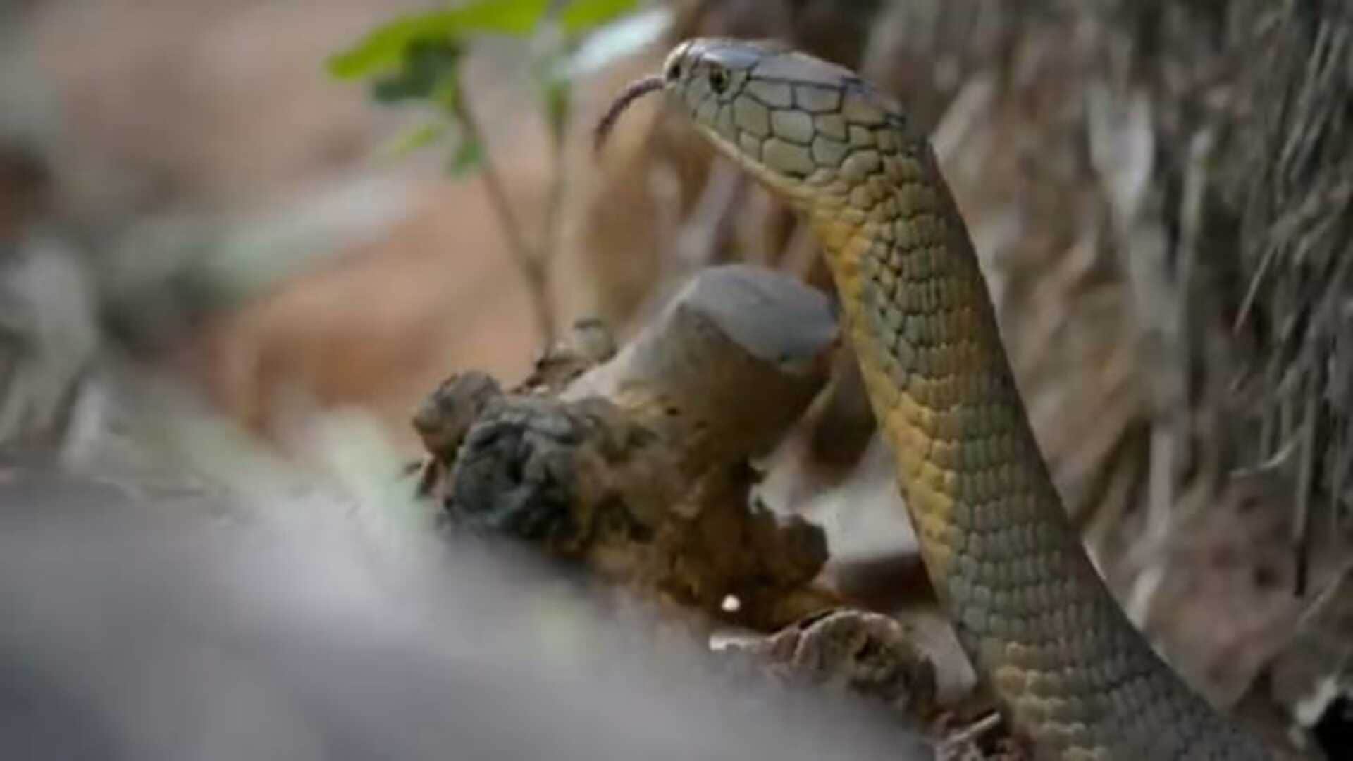 viral video Fierce Fight between two king cobras for the serpent