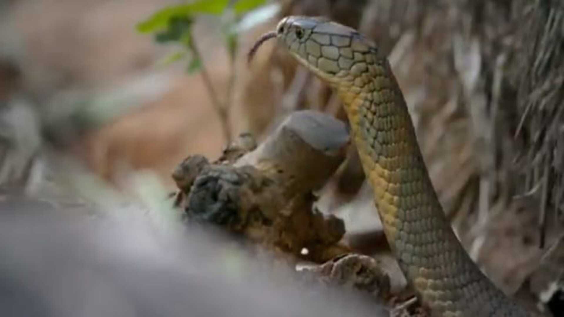 viral video Fierce Fight between two king cobras for the serpent