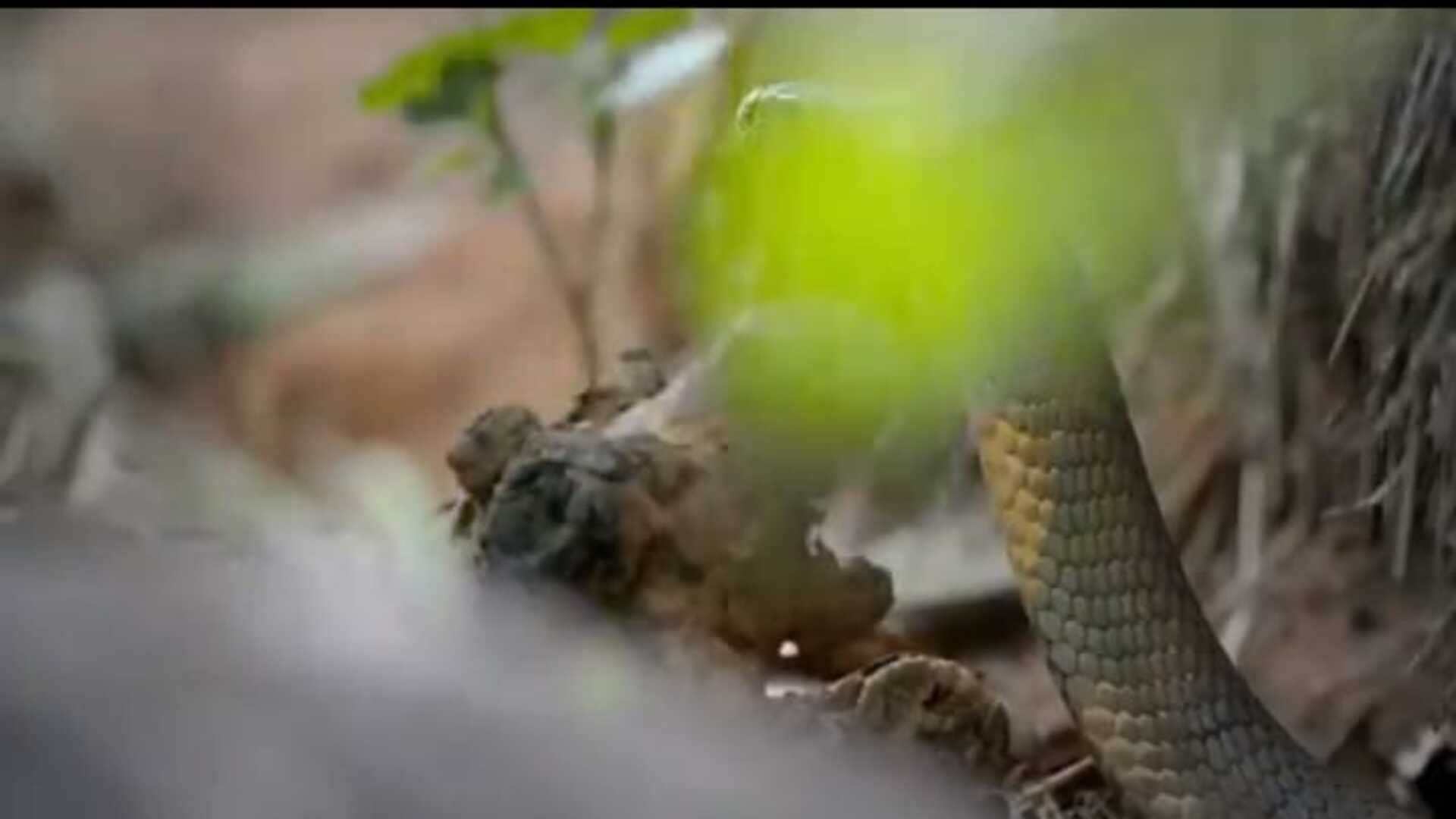 viral video Fierce Fight between two king cobras for the serpent