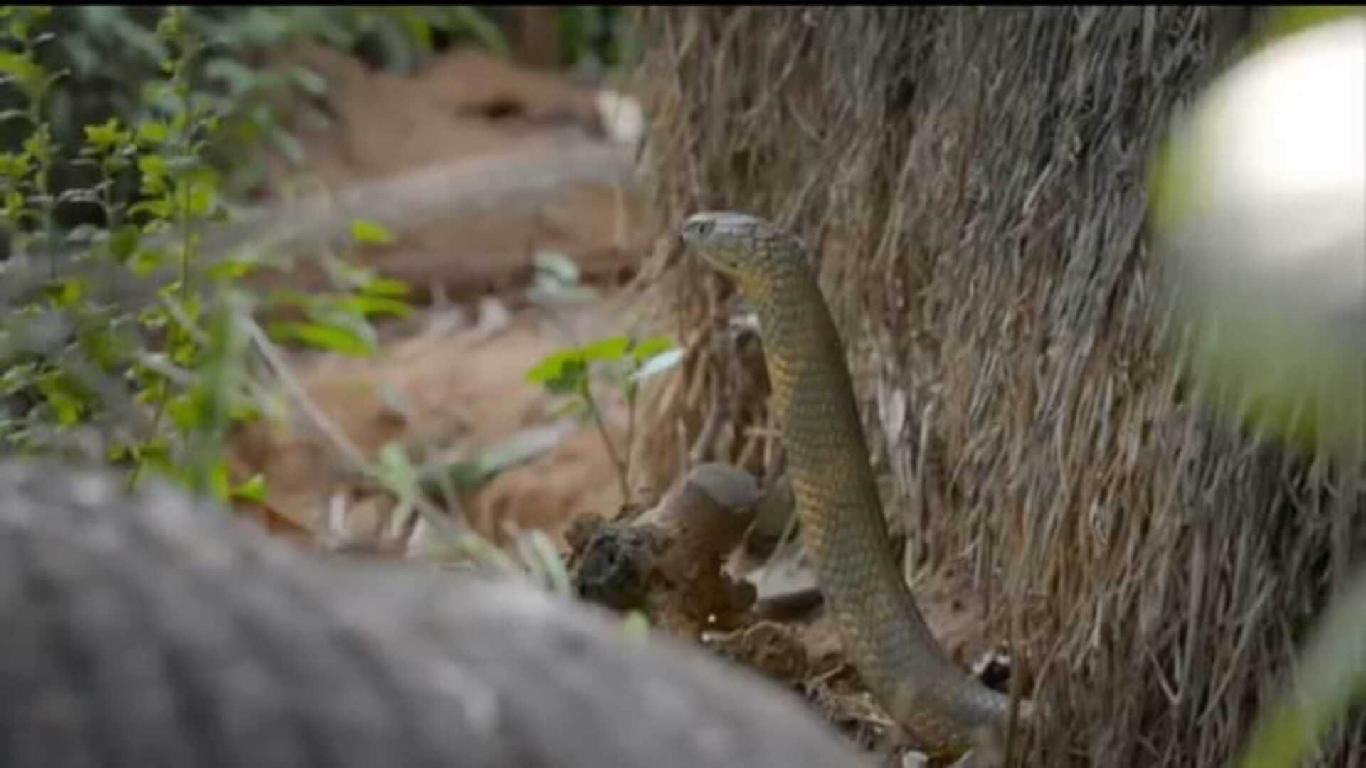 viral video Fierce Fight between two king cobras for the serpent